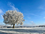 Ein winterlicher Baum in Kesternich