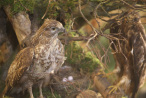 Greifvögel in der Krippenlandschaft Monschau-Höfen