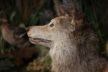 Wolf in der Krippe